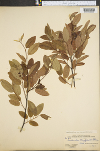 Amelanchier canadensis image