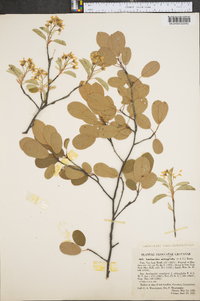 Amelanchier canadensis image