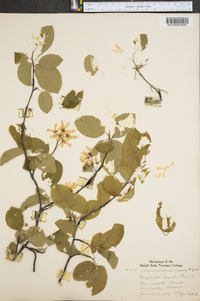 Amelanchier laevis image