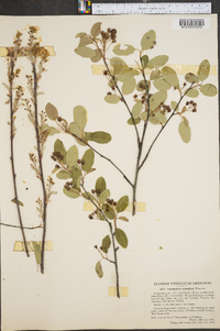 Amelanchier stolonifera image