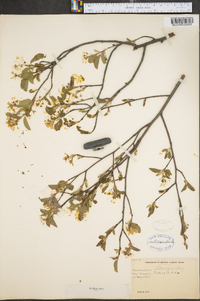 Amelanchier stolonifera image