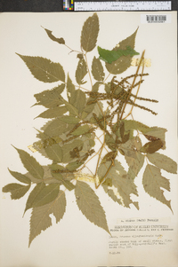 Aruncus dioicus image