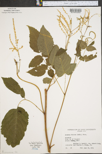 Aruncus dioicus image