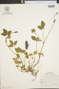 Potentilla indica image