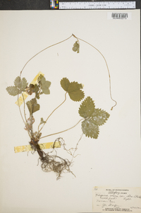Fragaria vesca image