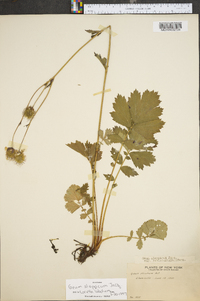 Geum aleppicum image