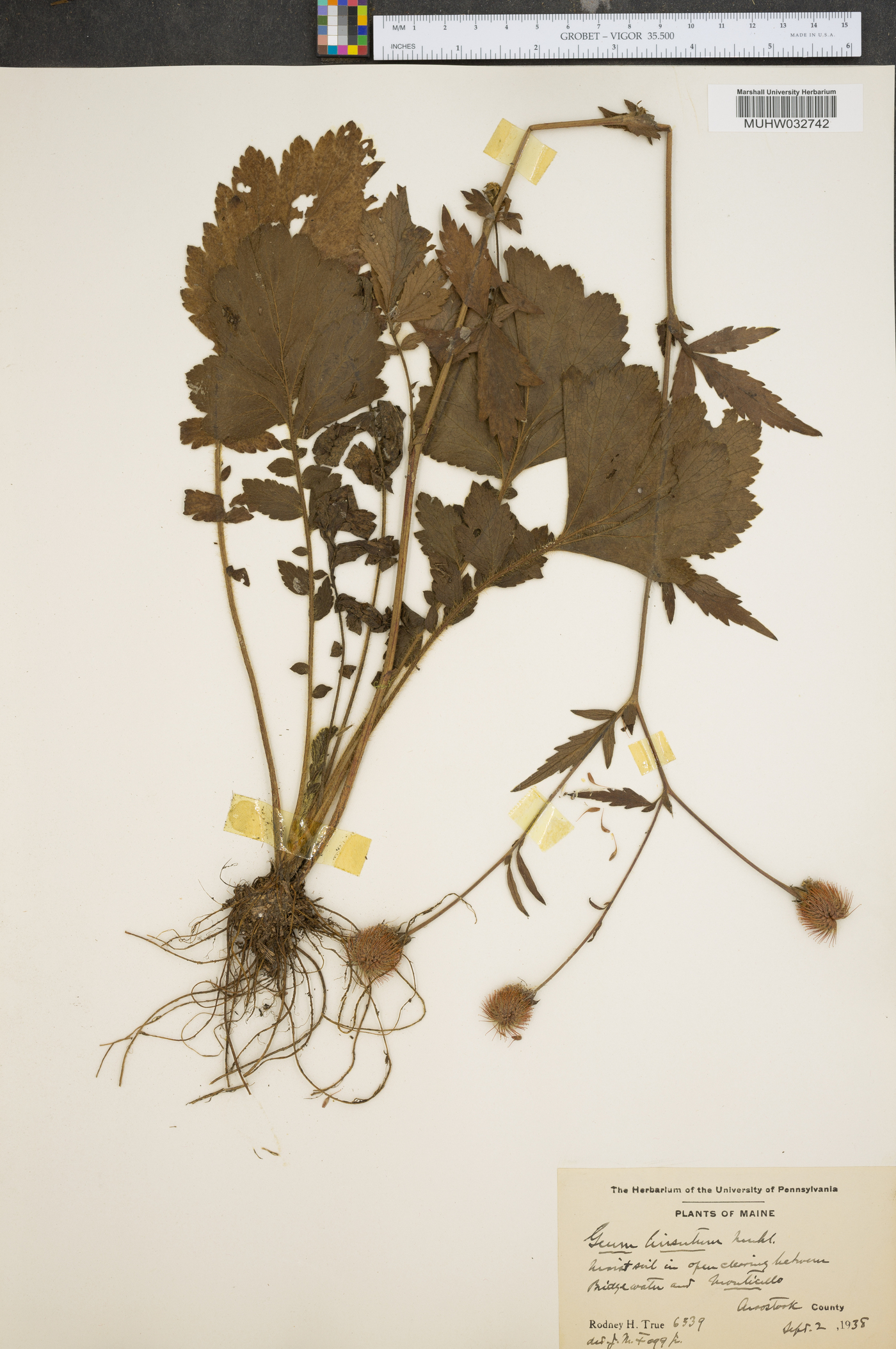 Geum hirsutum image