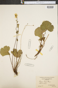 Geum peckii image