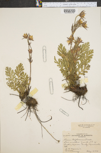 Geum triflorum image