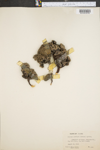Kelseya uniflora image