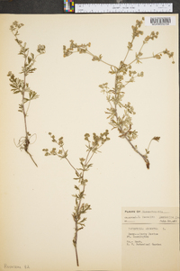 Potentilla argentea image