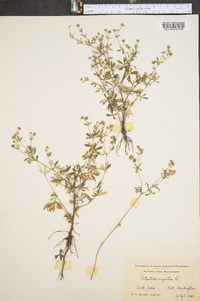 Potentilla argentea image