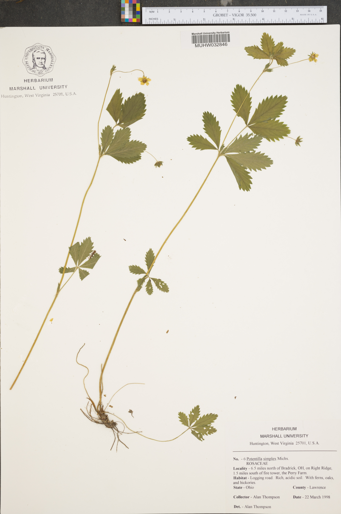 Potentilla simplex var. typica image