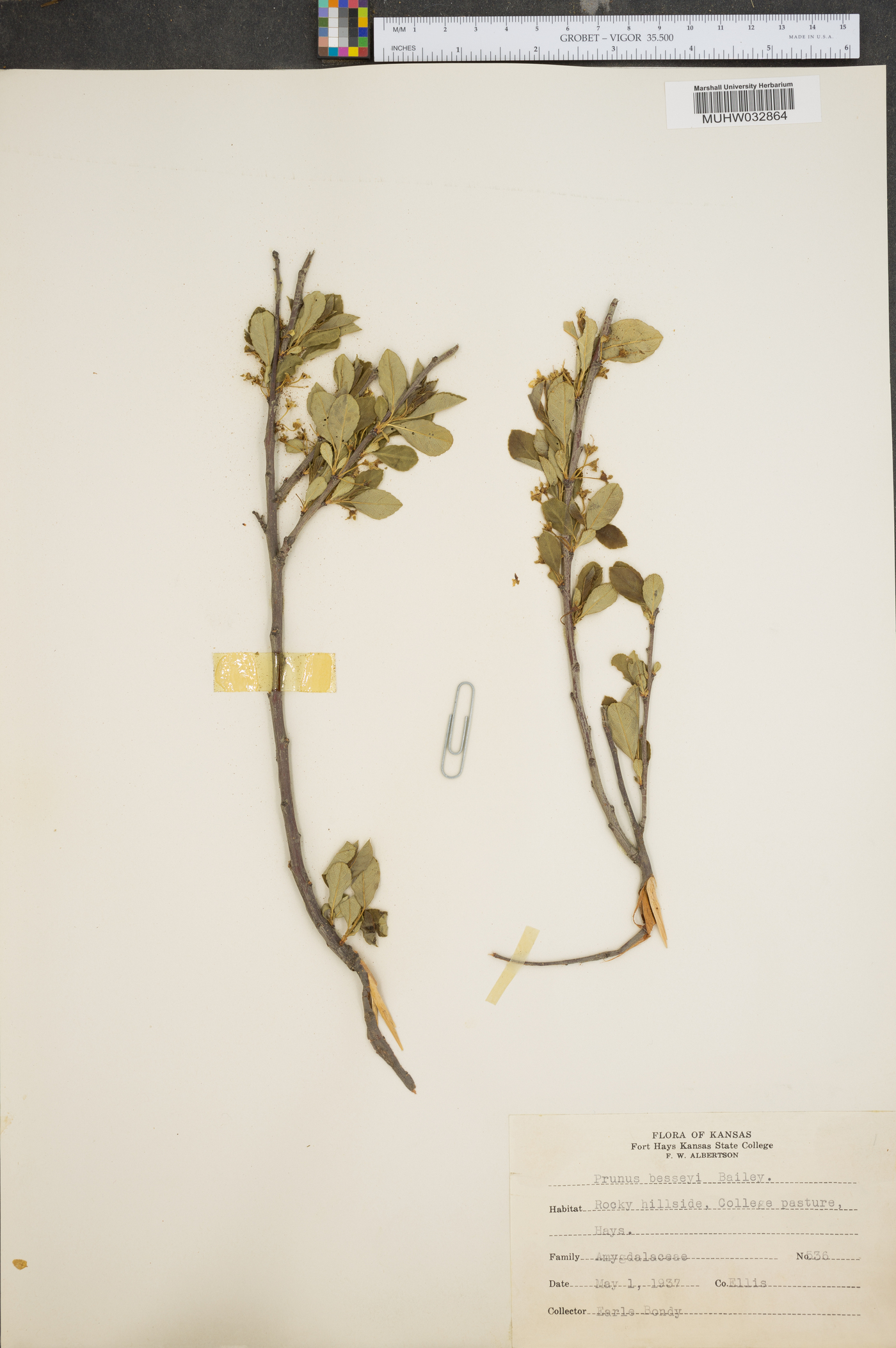 Prunus besseyi image