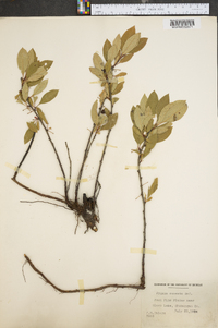 Prunus cuneata image
