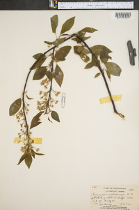 Prunus persica image