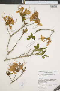 Rhododendron calendulaceum image