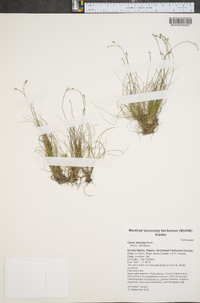 Carex eburnea image