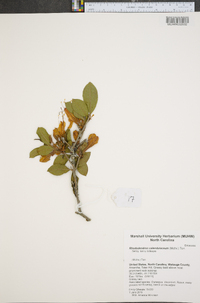 Rhododendron calendulaceum image