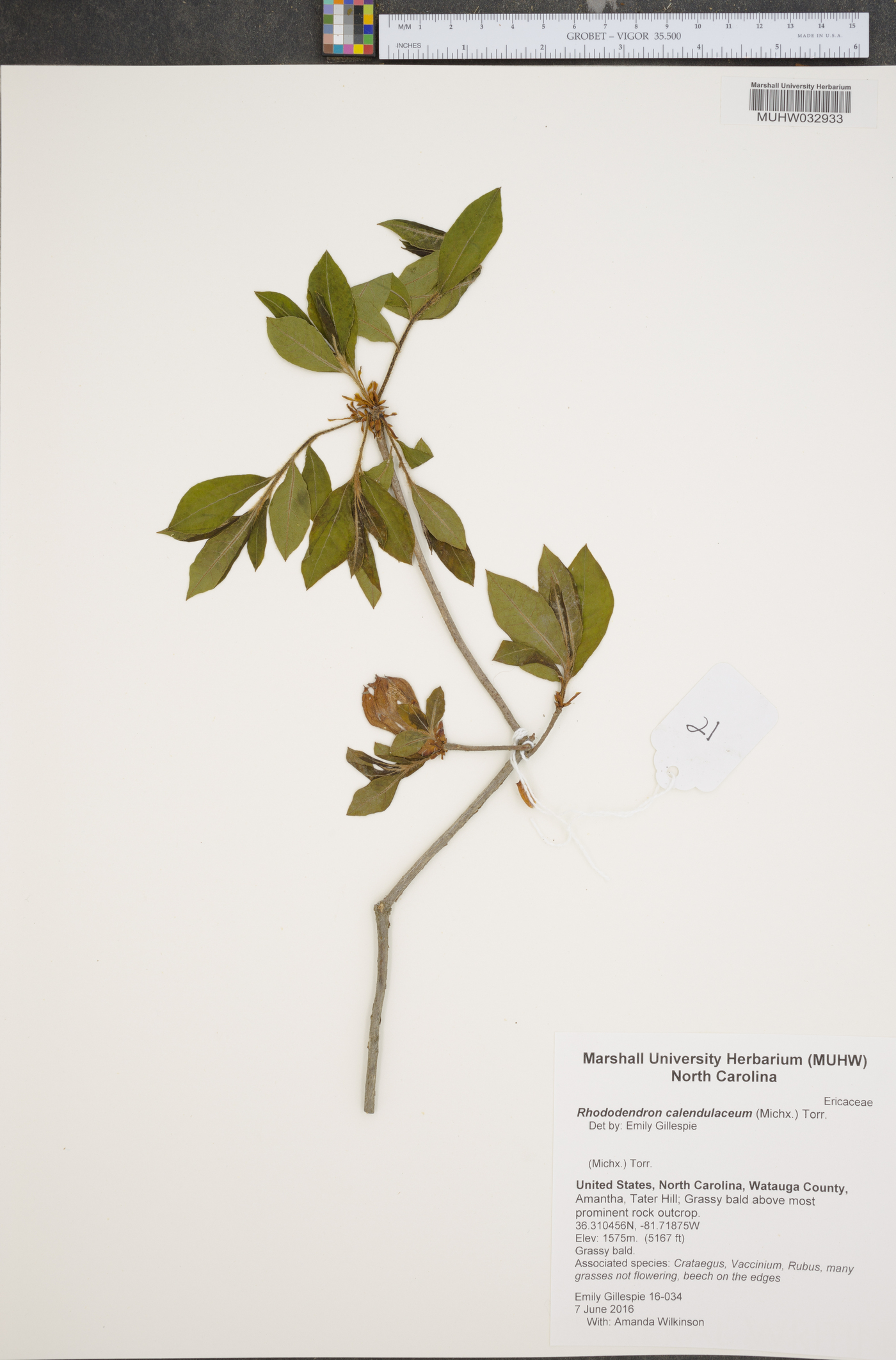 Rhododendron calendulaceum image