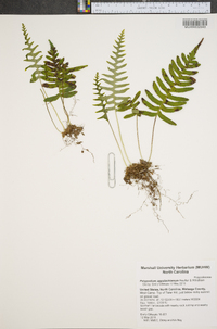 Polypodium appalachianum image