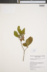 Rhododendron calendulaceum image