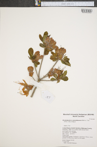 Rhododendron calendulaceum image