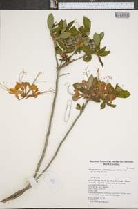 Rhododendron calendulaceum image