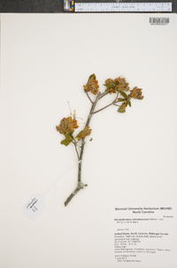 Rhododendron calendulaceum image