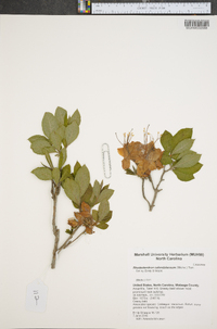 Rhododendron calendulaceum image