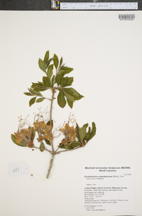 Rhododendron calendulaceum image