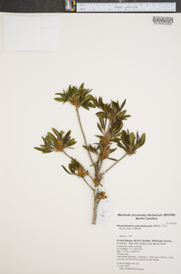 Rhododendron calendulaceum image