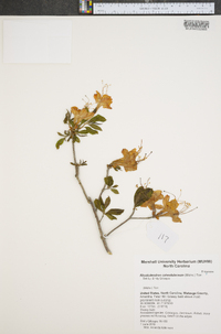 Rhododendron calendulaceum image