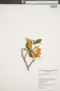 Rhododendron calendulaceum image