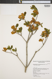 Rhododendron calendulaceum image