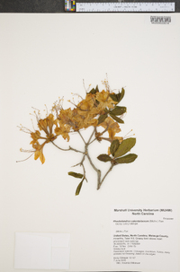 Rhododendron calendulaceum image