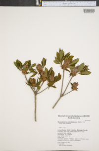 Rhododendron calendulaceum image