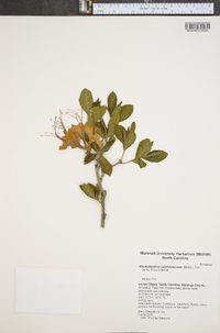 Rhododendron calendulaceum image