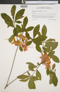 Rhododendron cumberlandense image