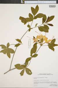 Rhododendron cumberlandense image