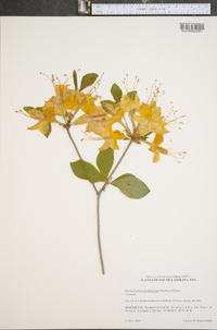 Rhododendron calendulaceum image