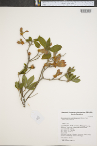 Rhododendron calendulaceum image