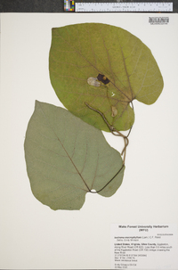 Aristolochia macrophylla image