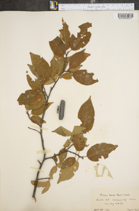 Prunus lanata image