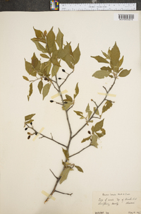 Prunus lanata image