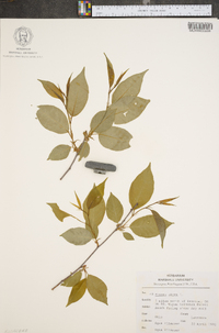 Prunus nigra image