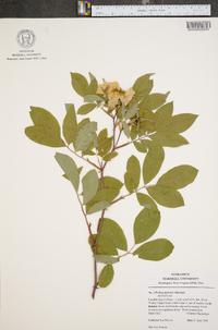 Rosa multiflora image