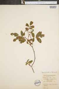 Rosa palustris image