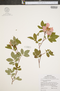 Rosa palustris image