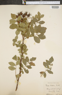 Rosa woodsii image